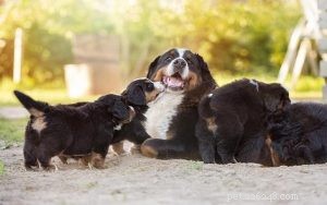 Bernese Mountain Dog Puppies: Care, Development, and Family Compatibility