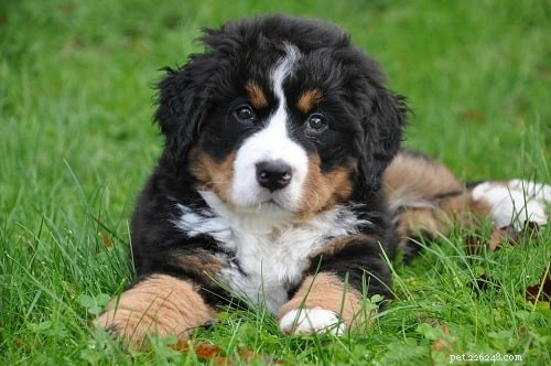 Bernese Mountain Dog Puppies: Care, Development, and Family Compatibility