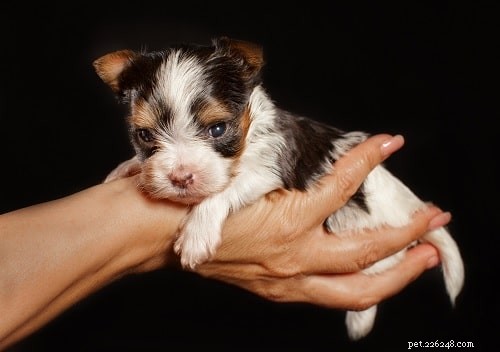 Biewer Terrier Puppies: Care, Development, and Family Companion Guide