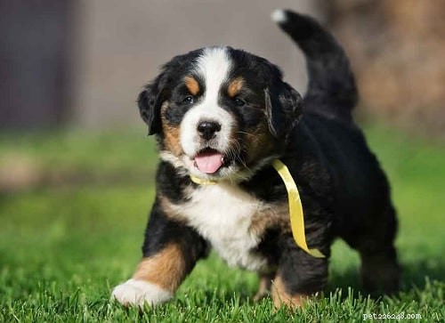 Bernese Mountain Dog Puppies: Care, Development, and Family Compatibility