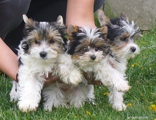 Biewer Terrier Puppies: Care, Development, and Family Companion Guide