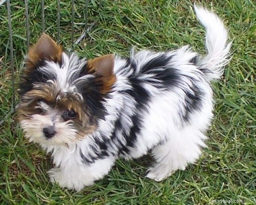 Biewer Terrier Puppies: Care, Development, and Family Companion Guide