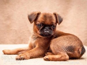 Brussels Griffon Puppies: Care, Development, and Tips for New Owners