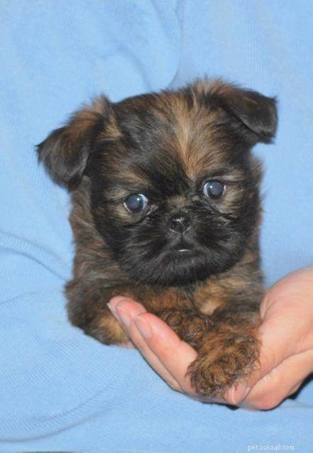 Brussels Griffon Puppies: Care, Development, and Tips for New Owners