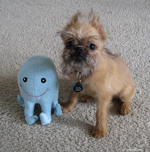 Brussels Griffon Puppies: Care, Development, and Tips for New Owners