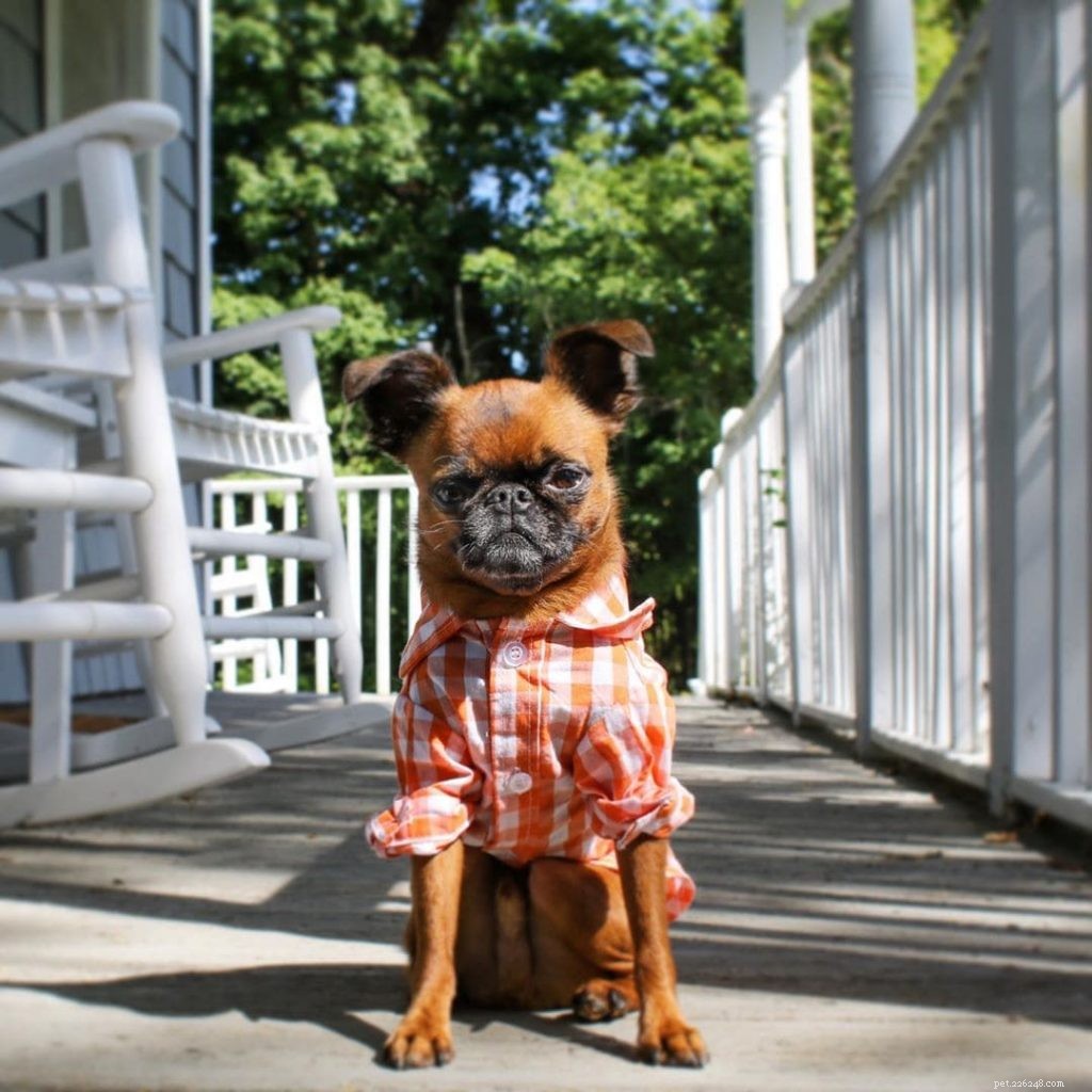 Brussels Griffon Puppies: Care, Development, and Tips for New Owners