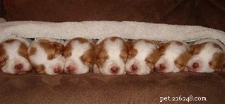 Comprehensive Guide to Caring for Brittany Puppies: From Birth to Adulthood