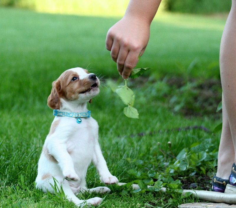 Comprehensive Guide to Caring for Brittany Puppies: From Birth to Adulthood