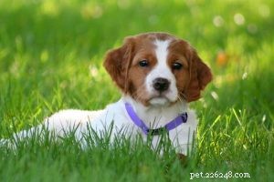 Comprehensive Guide to Caring for Brittany Puppies: From Birth to Adulthood