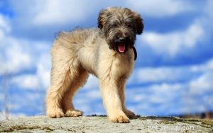 Raising Healthy Briard Puppies: Development Stages & Care Guide