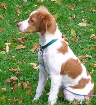Comprehensive Guide to Caring for Brittany Puppies: From Birth to Adulthood