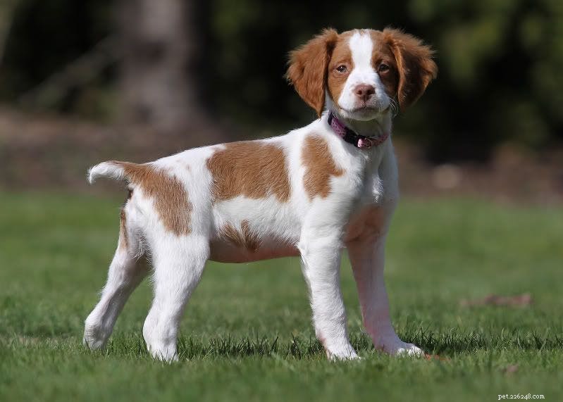 Comprehensive Guide to Caring for Brittany Puppies: From Birth to Adulthood