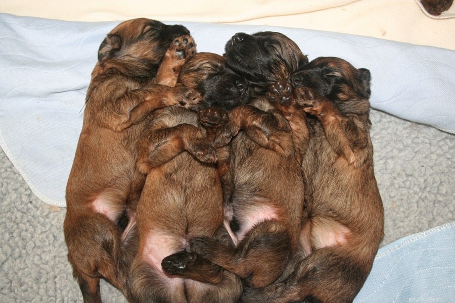 Raising Healthy Briard Puppies: Development Stages & Care Guide