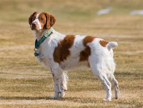 Comprehensive Guide to Caring for Brittany Puppies: From Birth to Adulthood