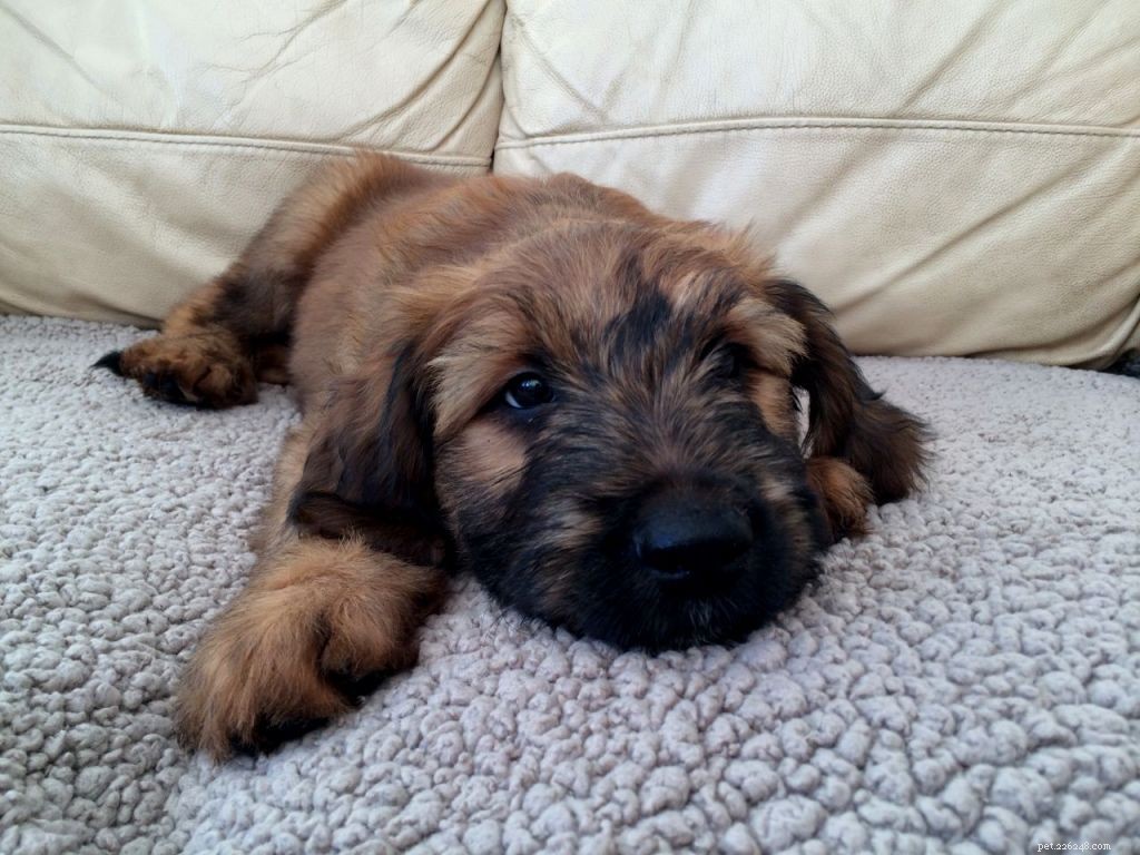 Raising Healthy Briard Puppies: Development Stages & Care Guide
