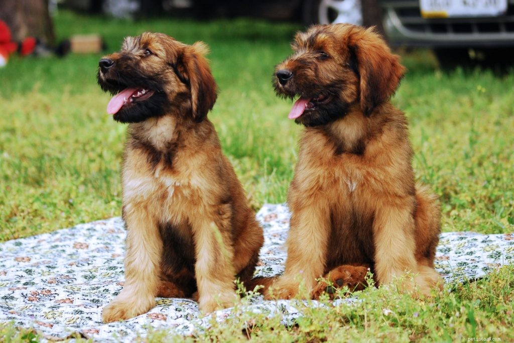 Raising Healthy Briard Puppies: Development Stages & Care Guide