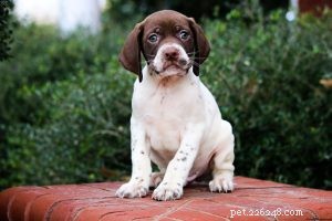 Braque Français Pyrenees Puppies: A Complete Guide to Raising Your Loyal Companion