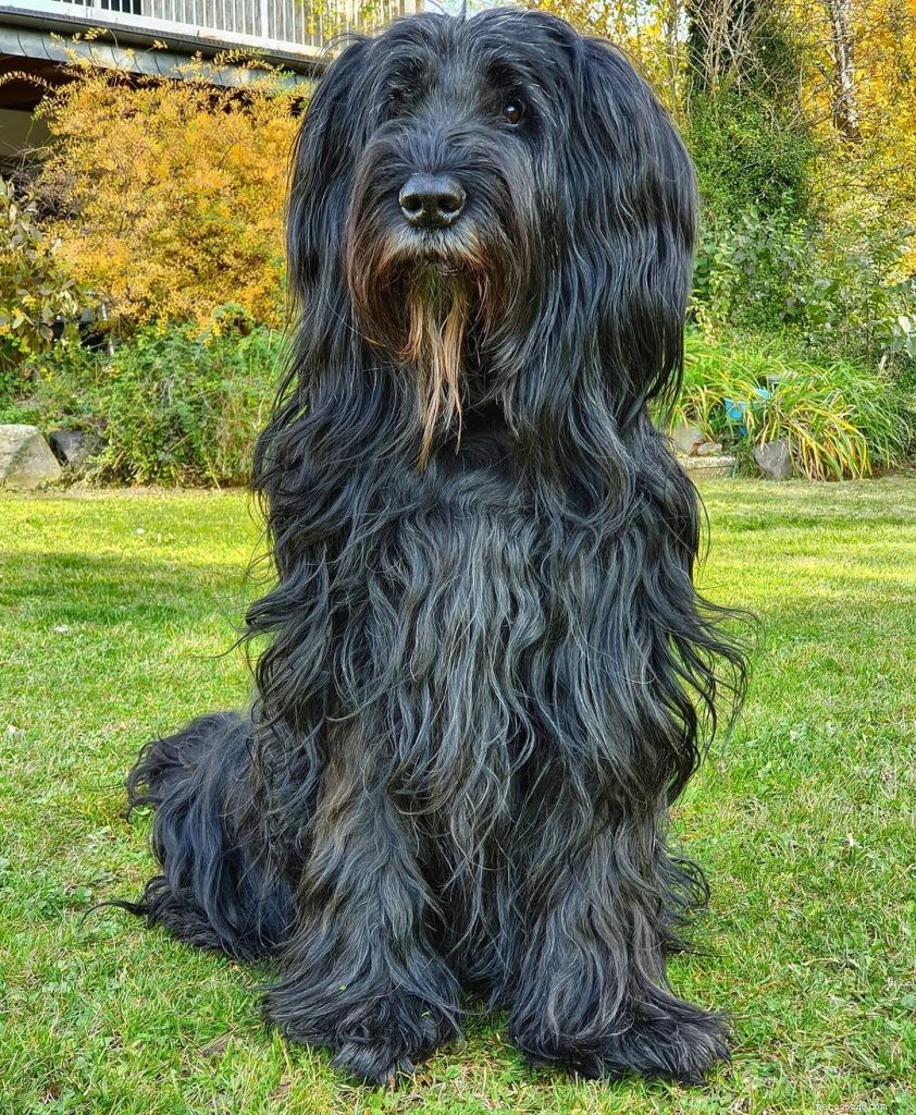Raising Healthy Briard Puppies: Development Stages & Care Guide