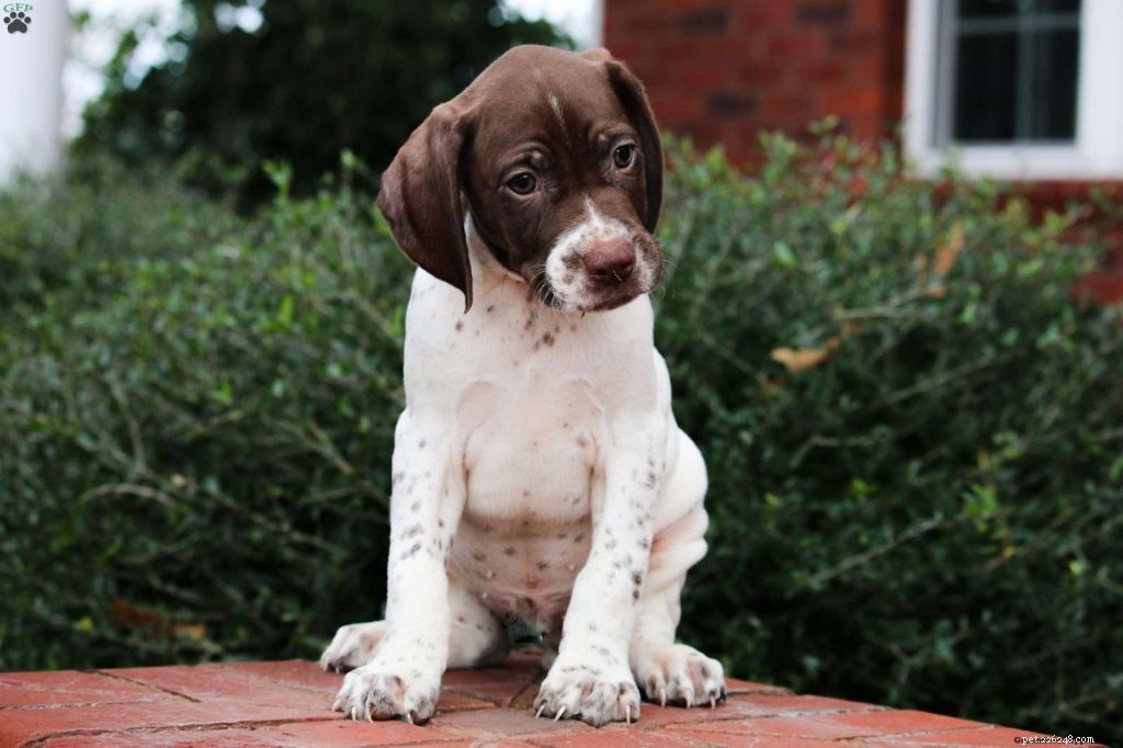 Braque Français Pyrenees Puppies: A Complete Guide to Raising Your Loyal Companion