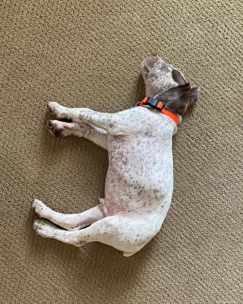 Braque du Bourbonnais Puppies: A Guide to Their Growth and Development