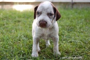 Braque du Bourbonnais Puppies: A Guide to Their Growth and Development