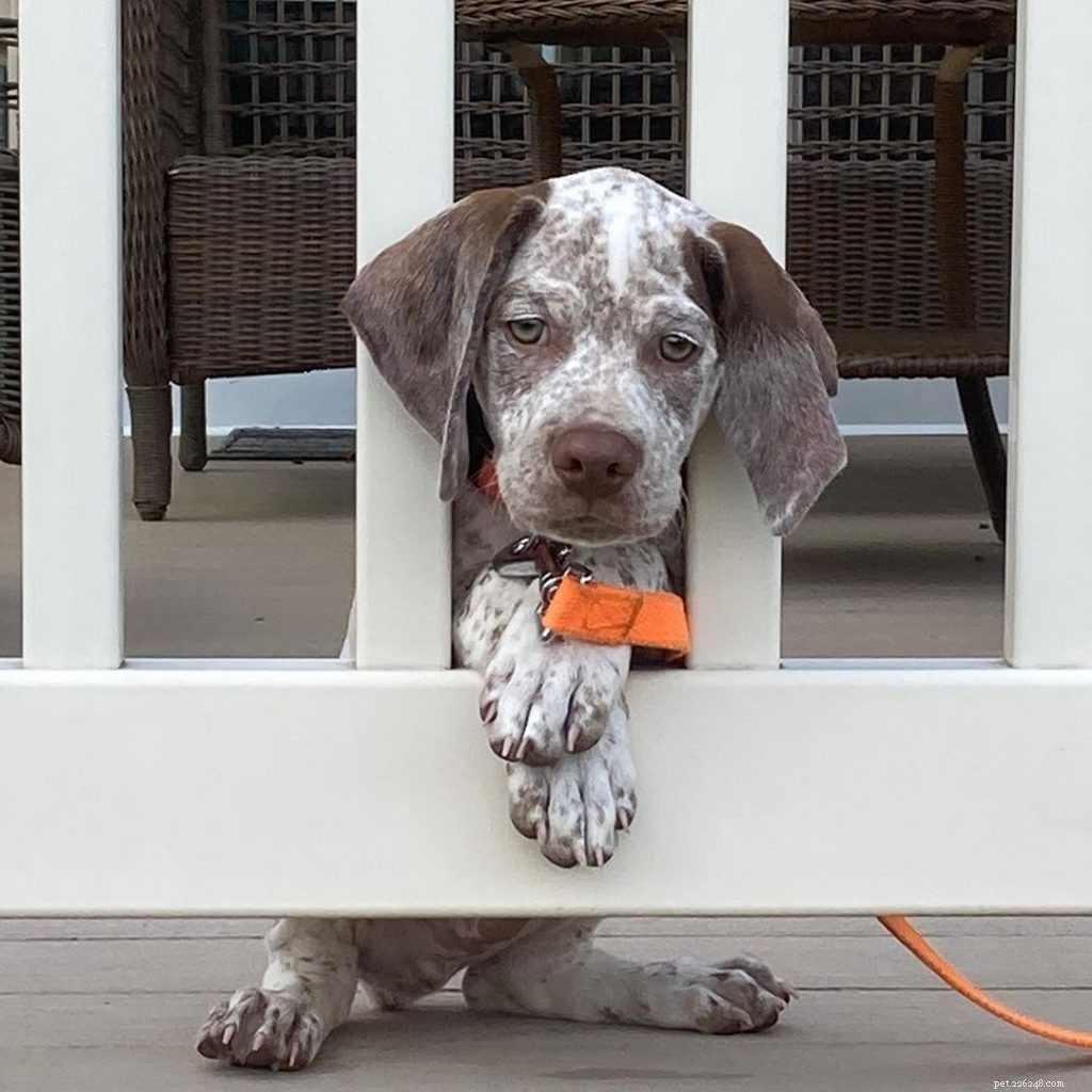 Braque du Bourbonnais Puppies: A Guide to Their Growth and Development