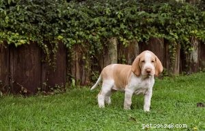 Bracco Italiano Puppies: Growth, Care, and Behavior Guide