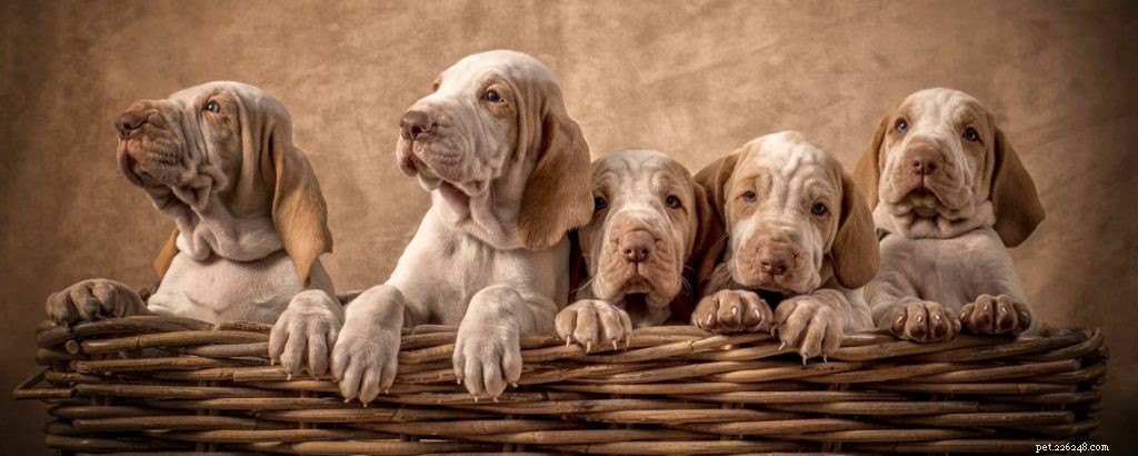 Bracco Italiano Puppies: Growth, Care, and Behavior Guide