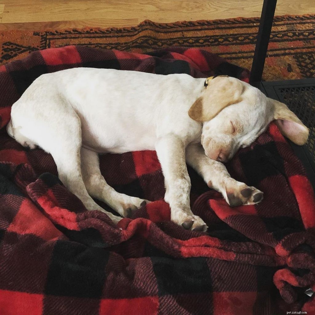 Braque du Bourbonnais Puppies: A Guide to Their Growth and Development