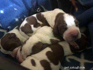 Bracco Italiano Puppies: Growth, Care, and Behavior Guide