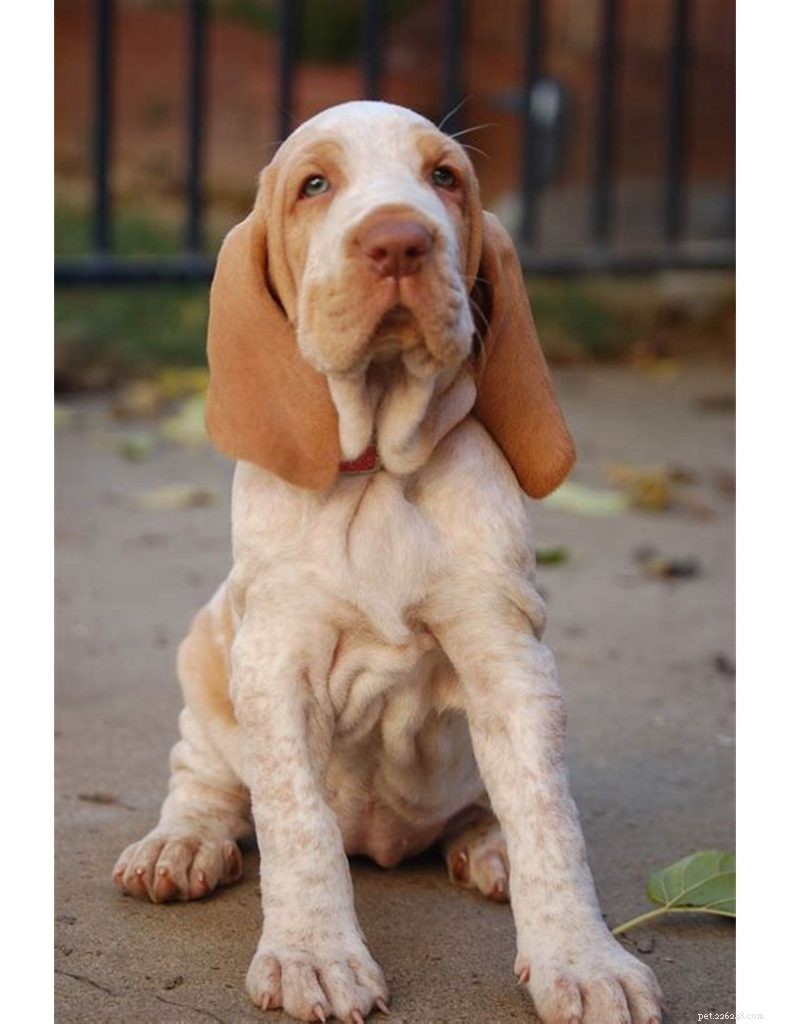 Bracco Italiano Puppies: Growth, Care, and Behavior Guide