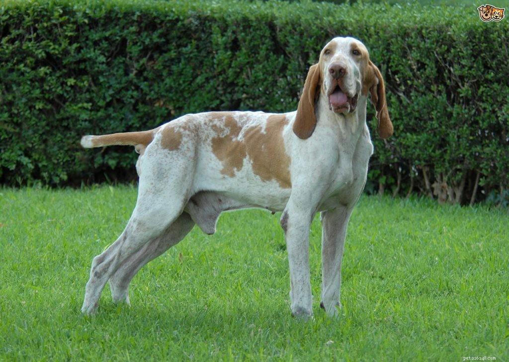 Bracco Italiano Puppies: Growth, Care, and Behavior Guide