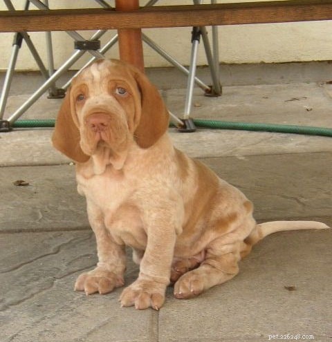 Bracco Italiano Puppies: Growth, Care, and Behavior Guide