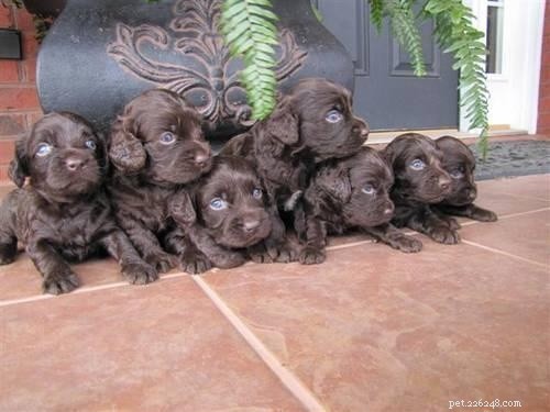 Boykin Spaniel Puppies: A Guide to Their Growth and Care