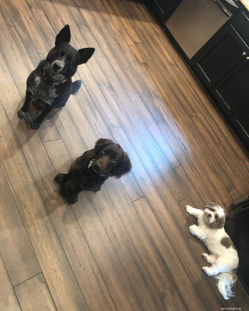 Boykin Spaniel Puppies: A Guide to Their Growth and Care