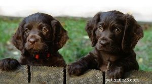 Boykin Spaniel Puppies: A Guide to Their Growth and Care