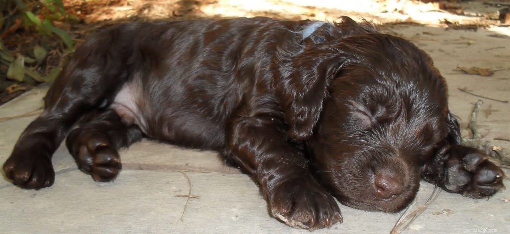 Boykin Spaniel Puppies: A Guide to Their Growth and Care