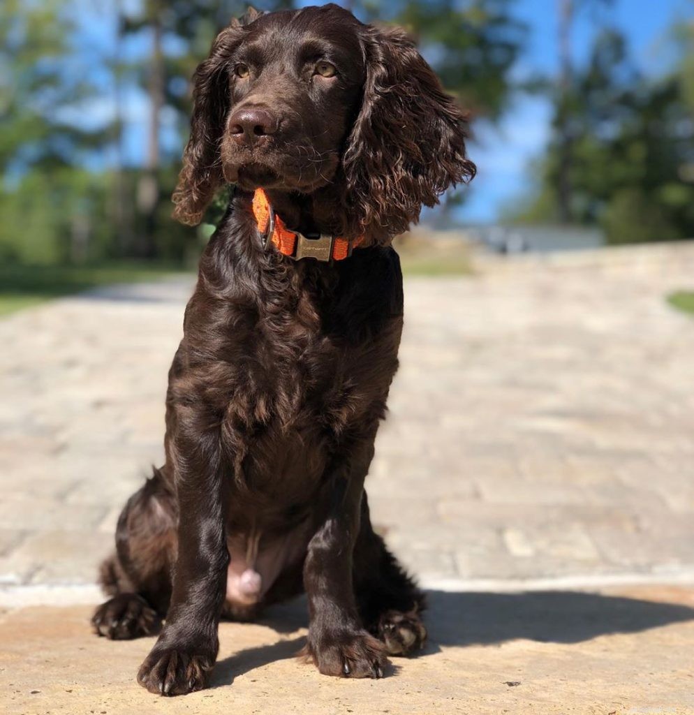 Boykin Spaniel Puppies: A Guide to Their Growth and Care