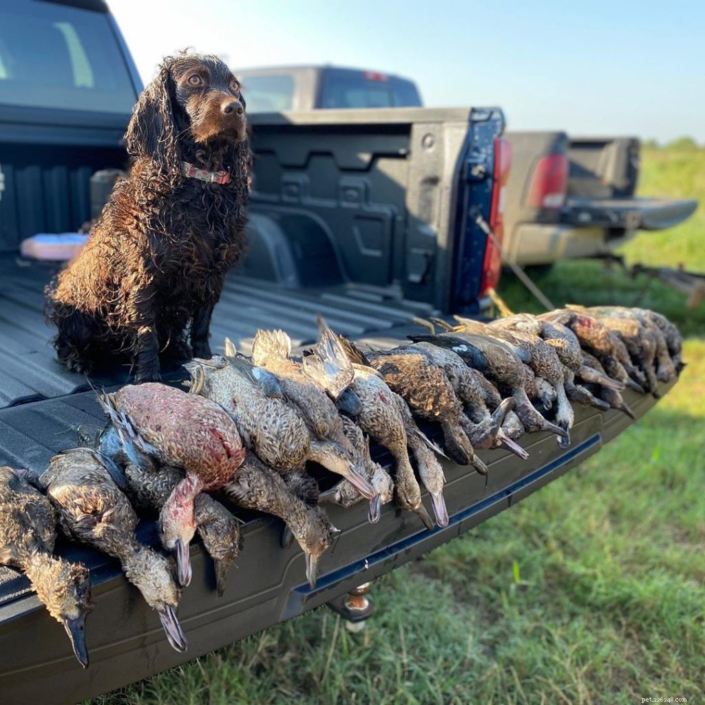 Boykin Spaniel Puppies: A Guide to Their Growth and Care