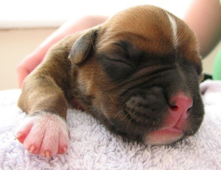 Everything You Need to Know About Caring for Boxer Puppies