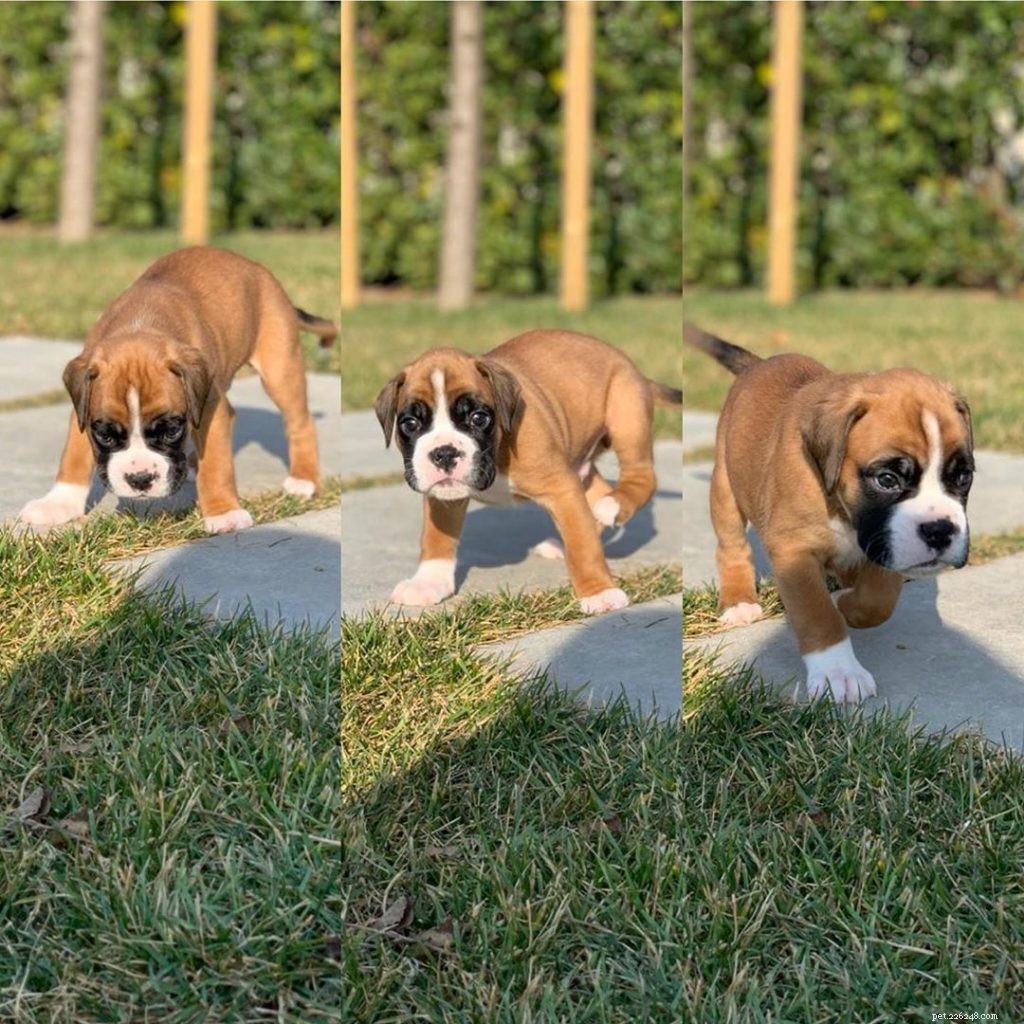Everything You Need to Know About Caring for Boxer Puppies
