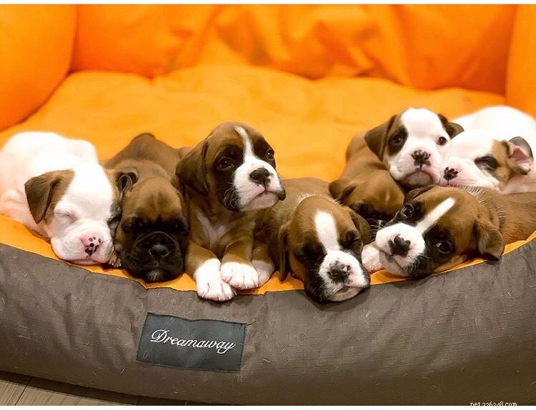 Everything You Need to Know About Caring for Boxer Puppies