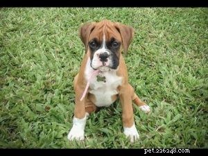 Everything You Need to Know About Caring for Boxer Puppies