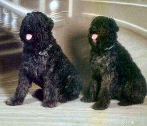 Bouvier des Flandres Puppies: Expert Care & Growth Guide