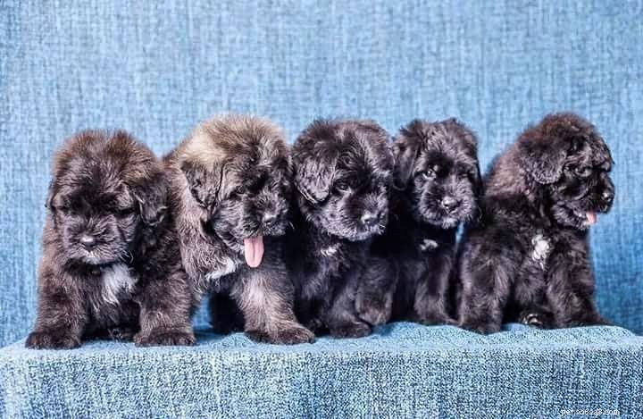 Bouvier des Flandres Puppies: Expert Care & Growth Guide