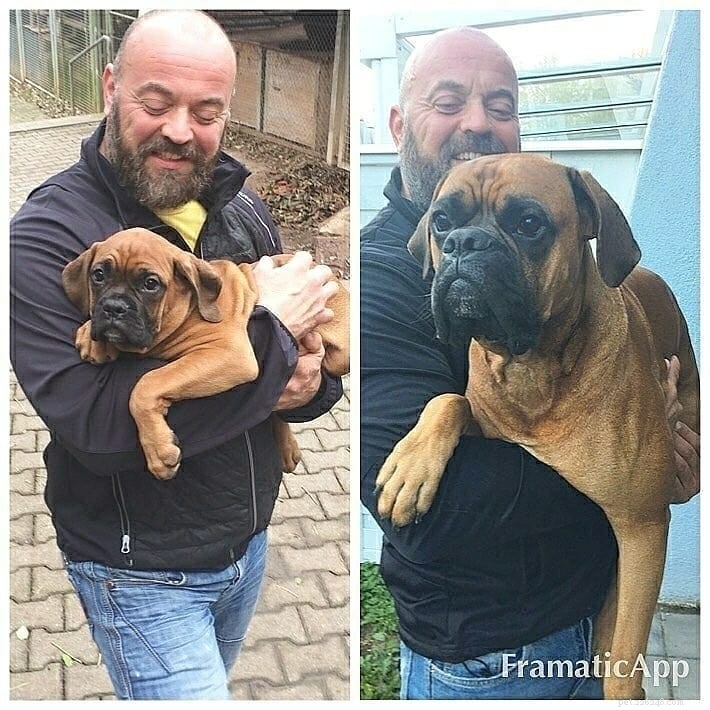 Everything You Need to Know About Caring for Boxer Puppies