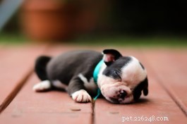 How to Raise Healthy, Happy Boston Terrier Puppies