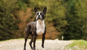How to Raise Healthy, Happy Boston Terrier Puppies