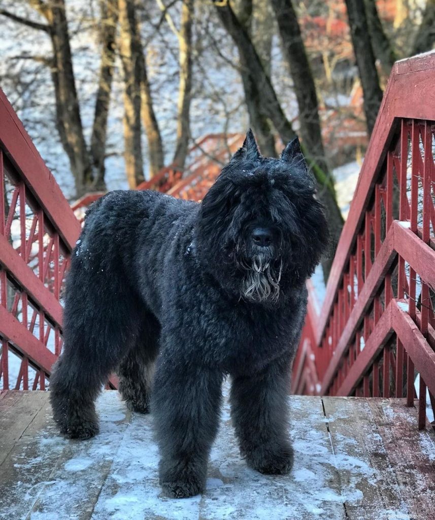 Bouvier des Flandres Puppies: Expert Care & Growth Guide
