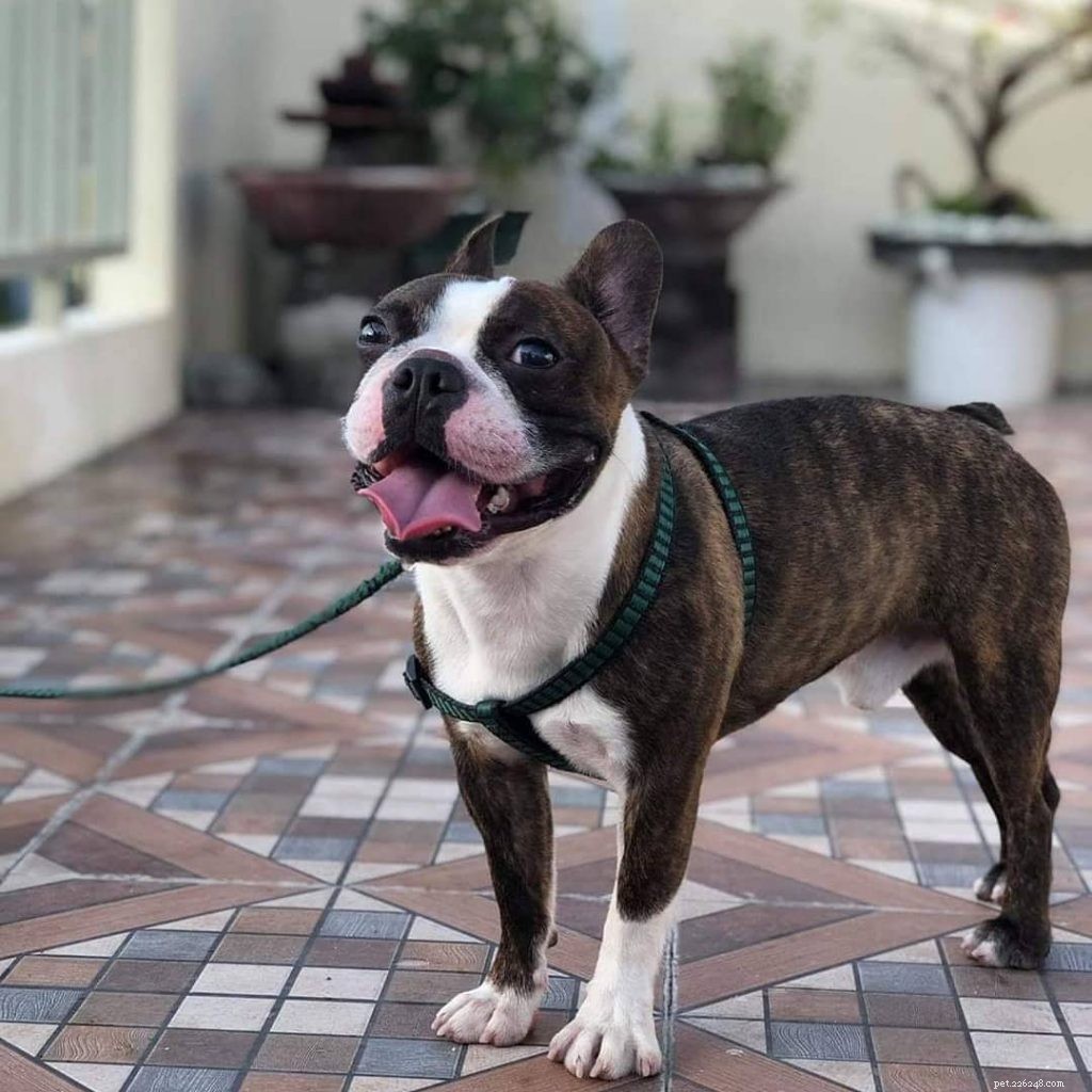 How to Raise Healthy, Happy Boston Terrier Puppies